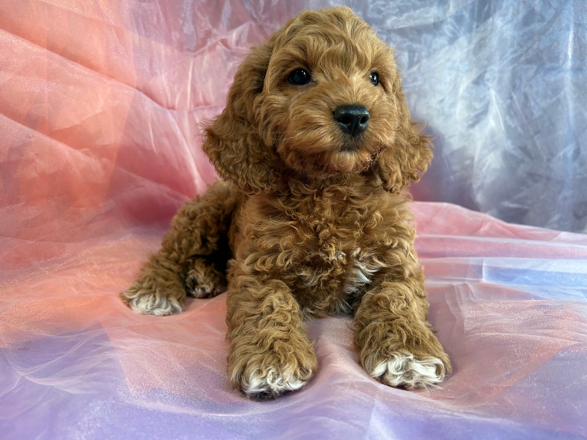 Female Cockapoo Puppy for Sale DOB 12-10-2022 $1200